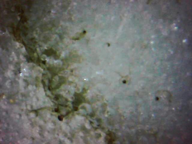 粉彩描金萨摩烧开光大瓶 第 6 张图片