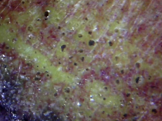 黄地粉彩龙穿花纹大瓶 第 5 张图片
